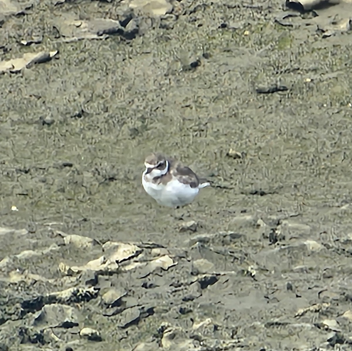 Semipalmated Plover - Graeme Hinde