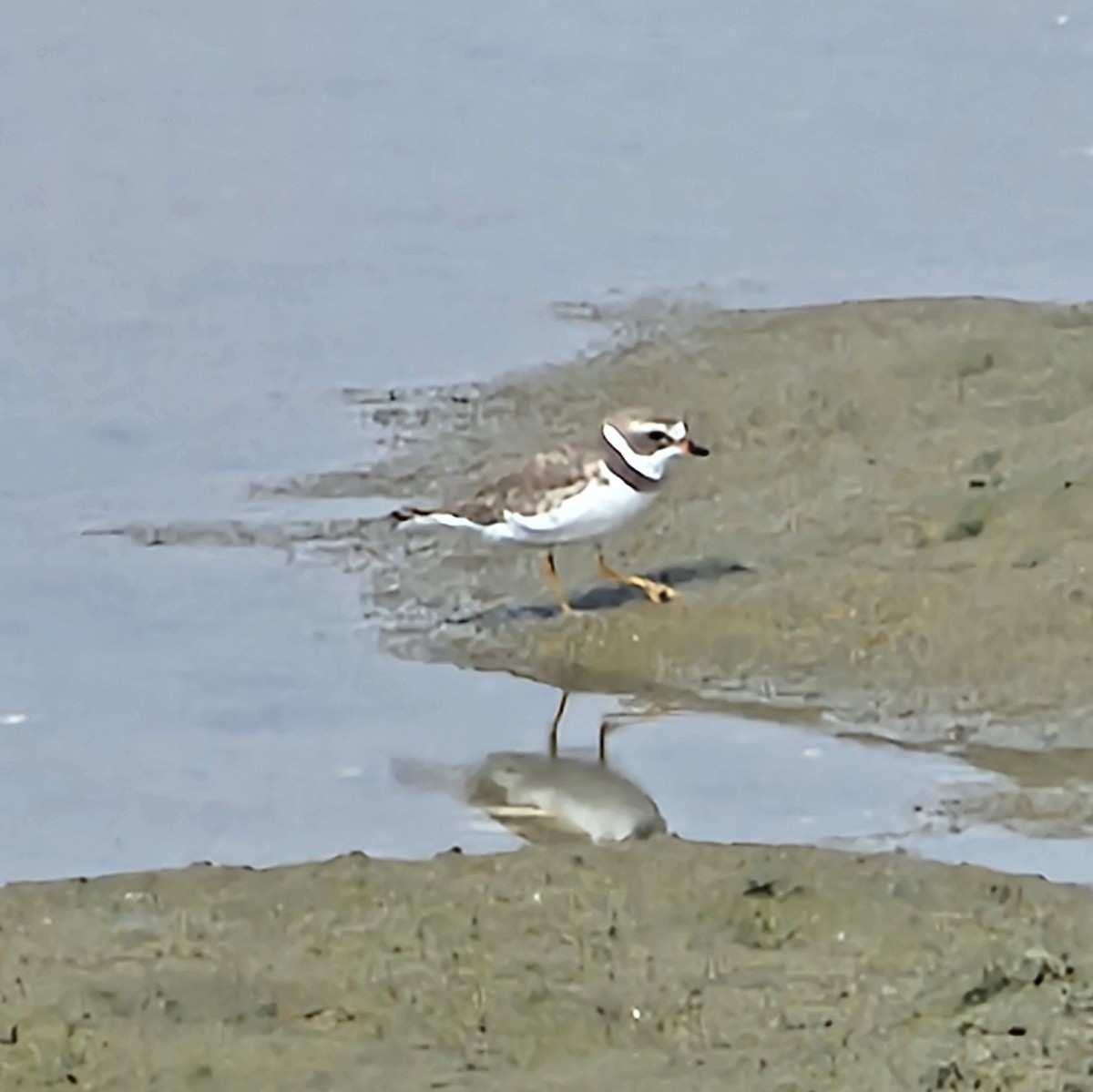 Semipalmated Plover - Graeme Hinde