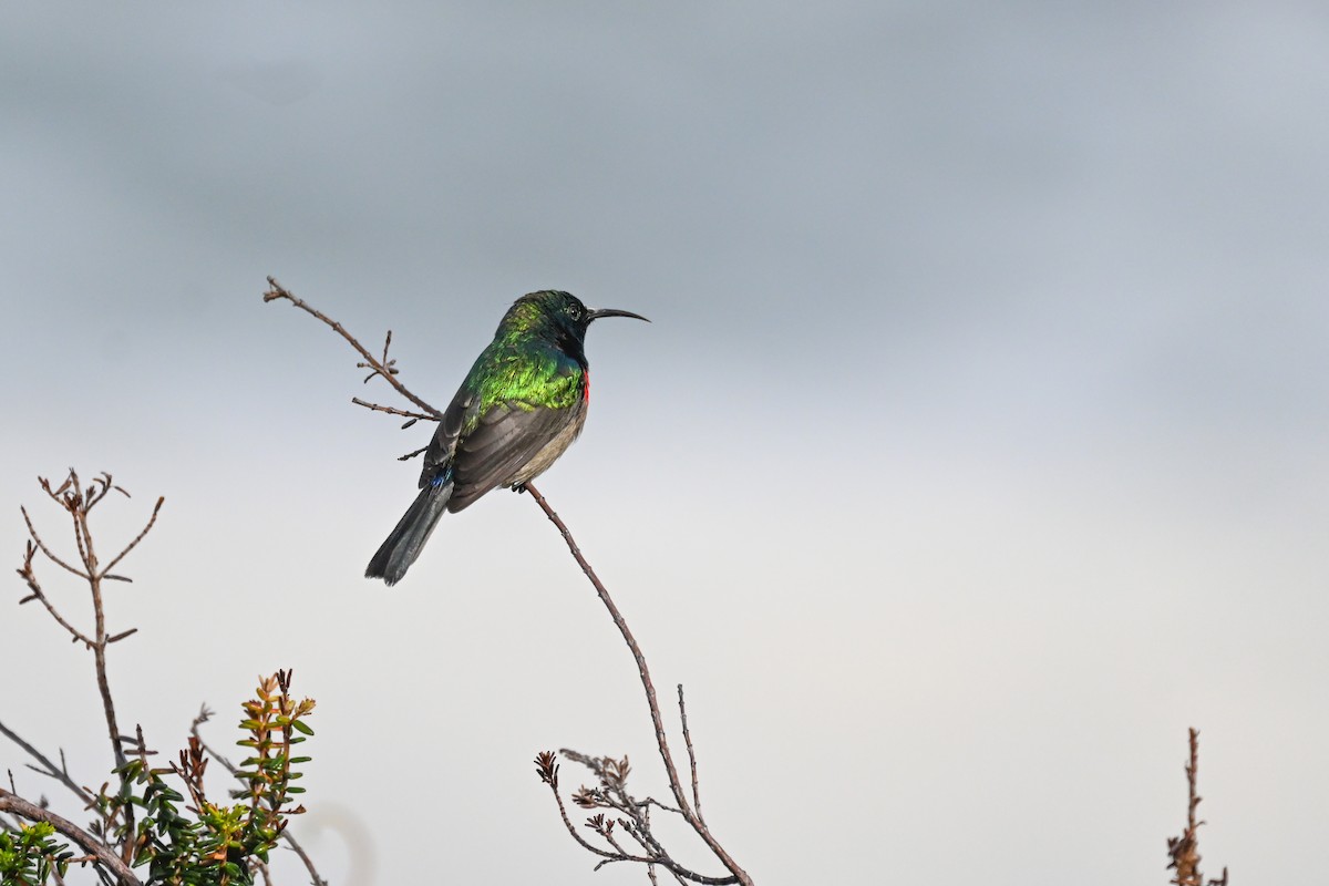 Southern Double-collared Sunbird - ML619634157