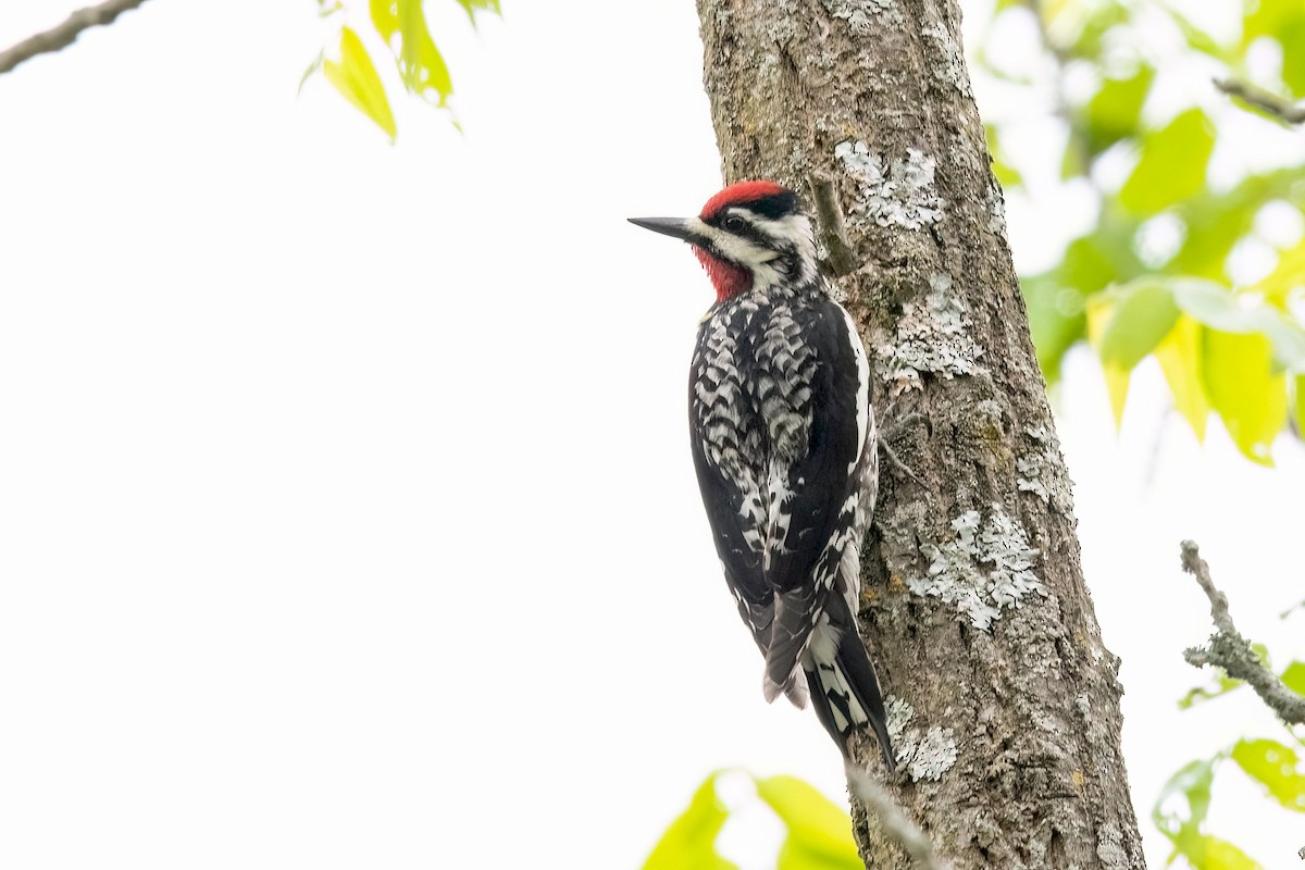 Yellow-bellied Sapsucker - Sue Barth