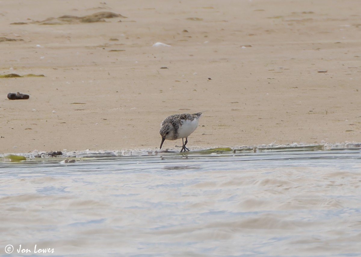 Sanderling - Jon Lowes