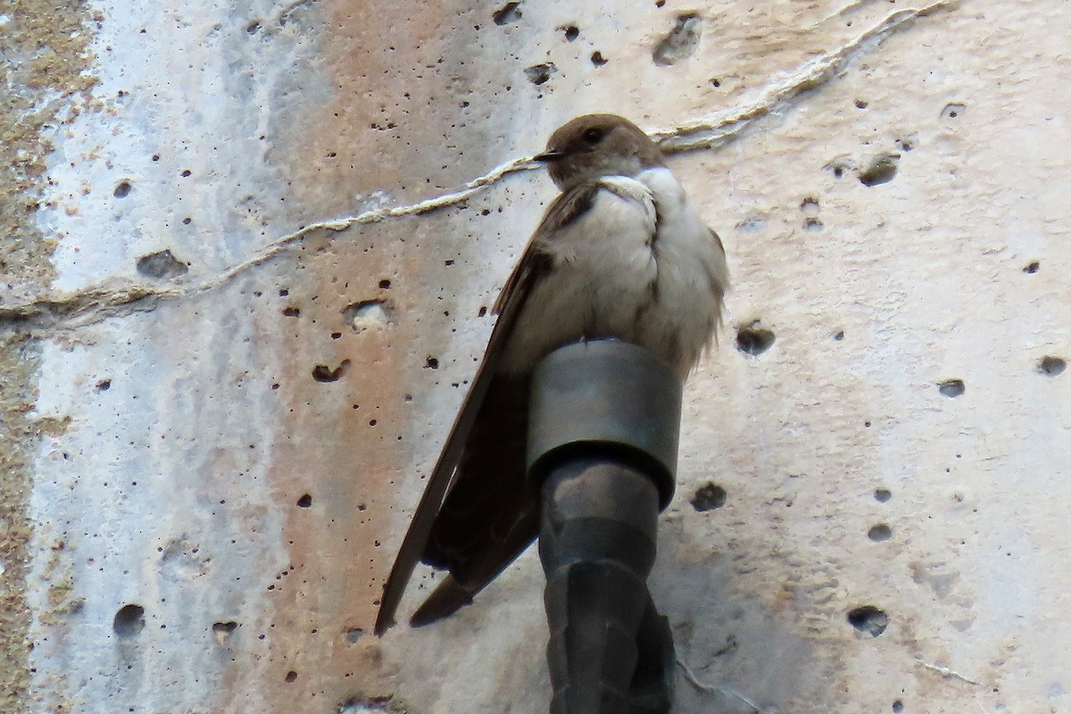 Eurasian Crag-Martin - ML619634171