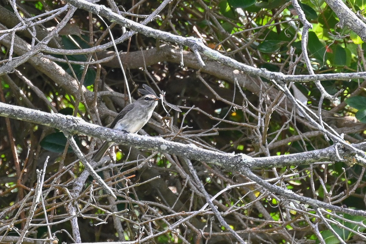 African Dusky Flycatcher - Marcelina Poddaniec