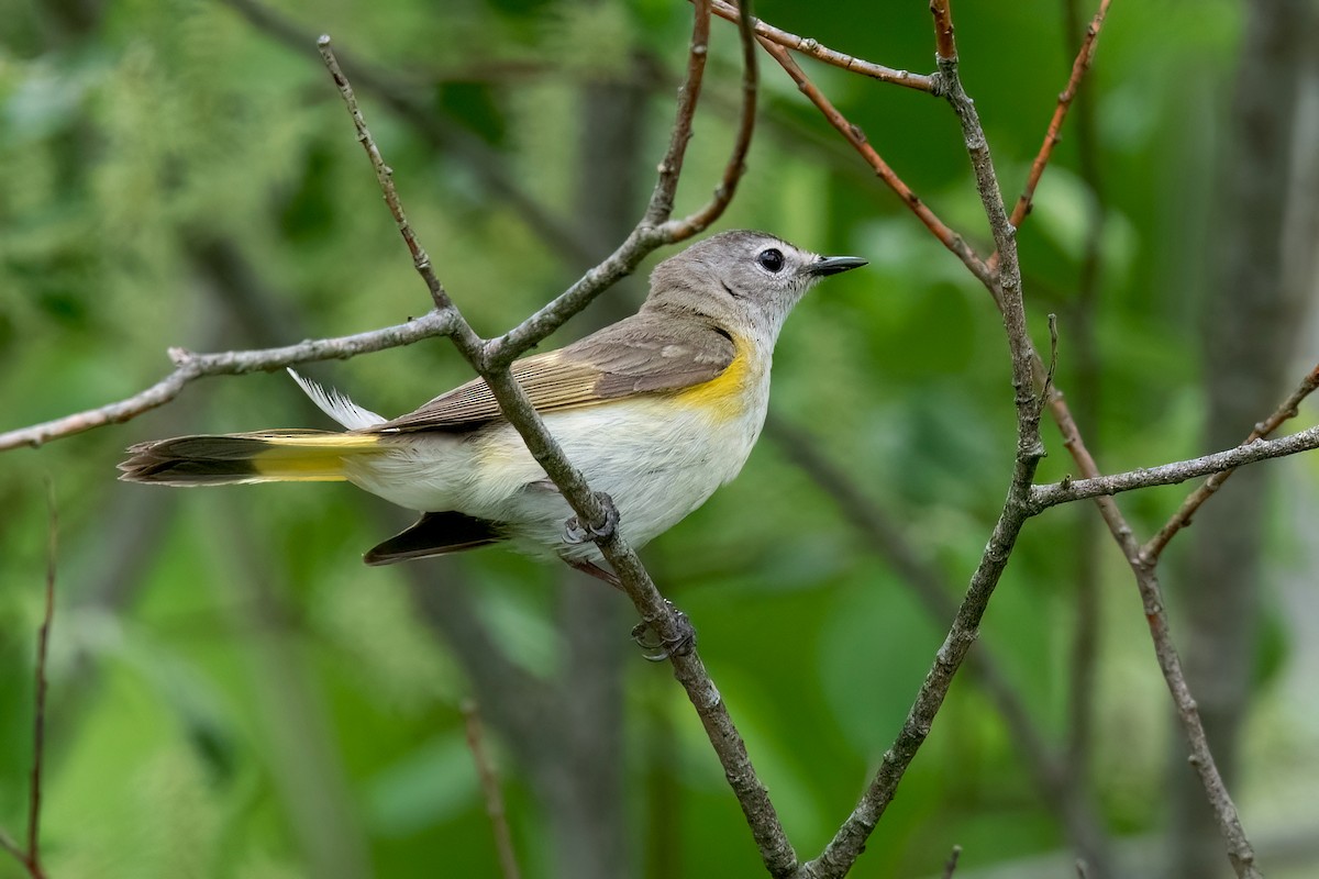 American Redstart - Sue Barth