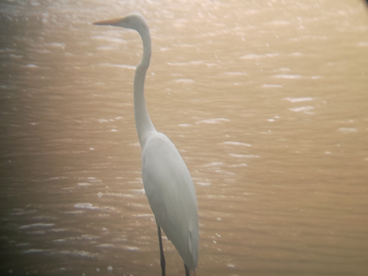 Great Egret - Jose Chacon