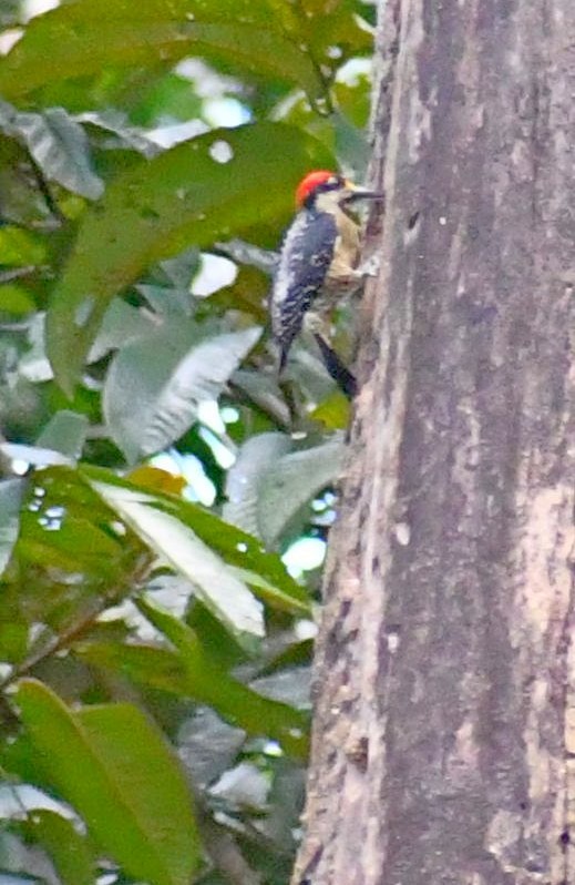 Black-cheeked Woodpecker - Edward Clark