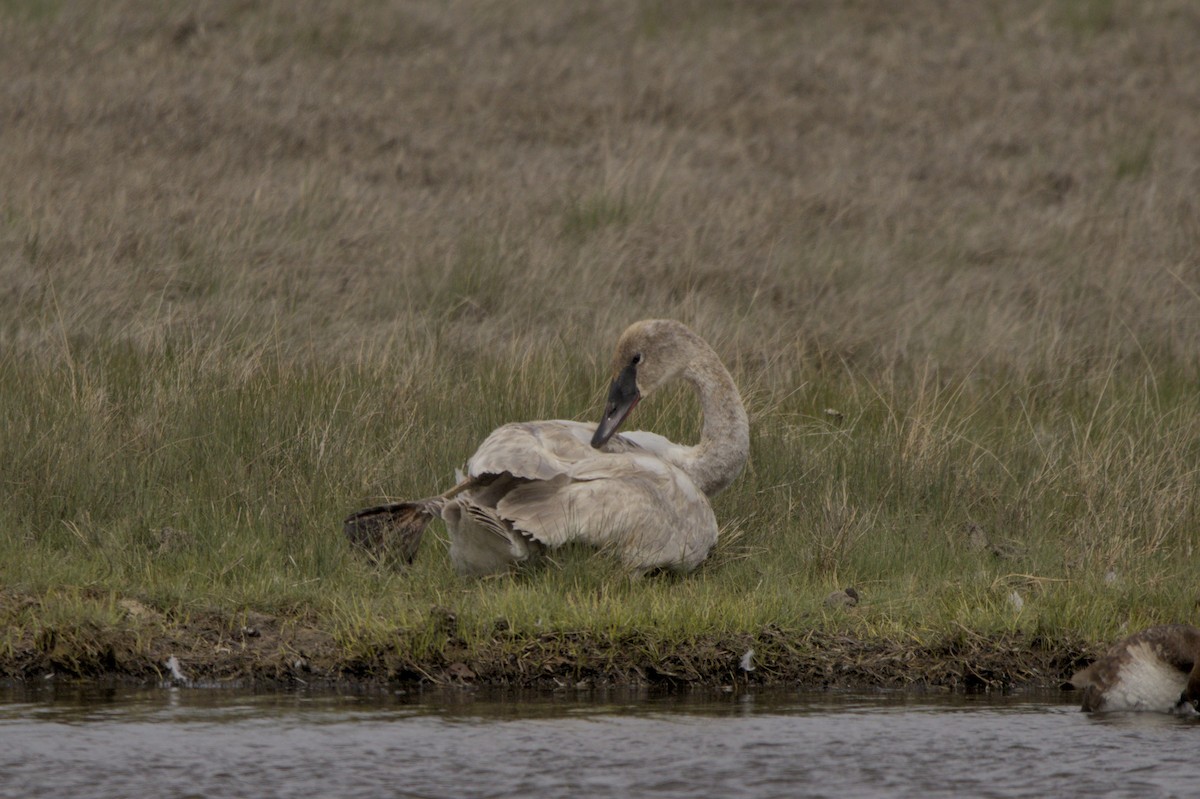 Trumpeter Swan - Josh Silva