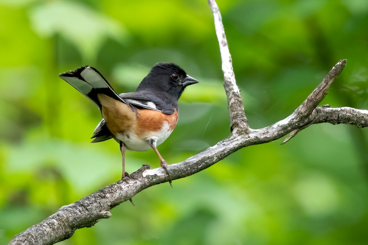 Eastern Towhee - Sue Barth