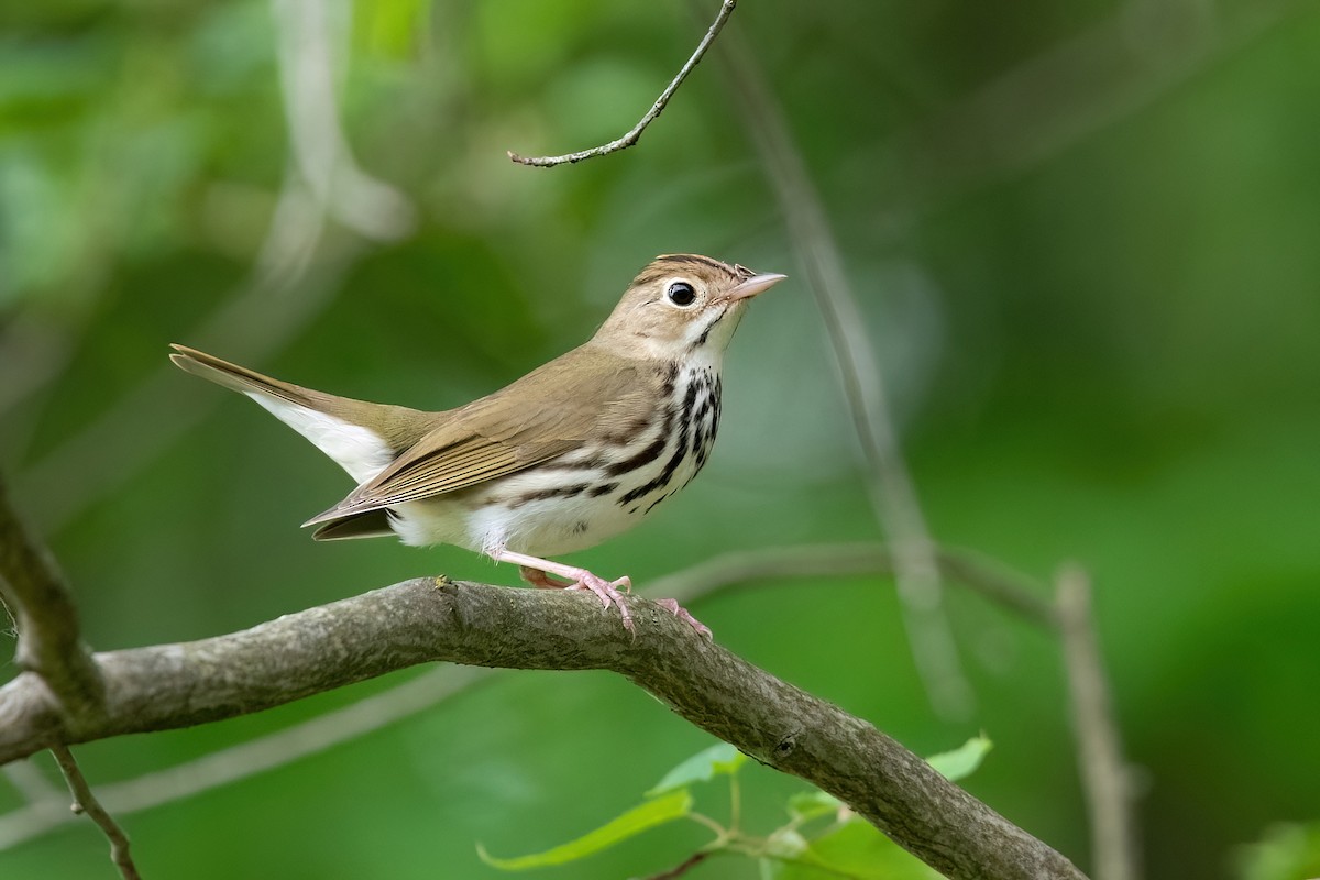 Ovenbird - Sue Barth