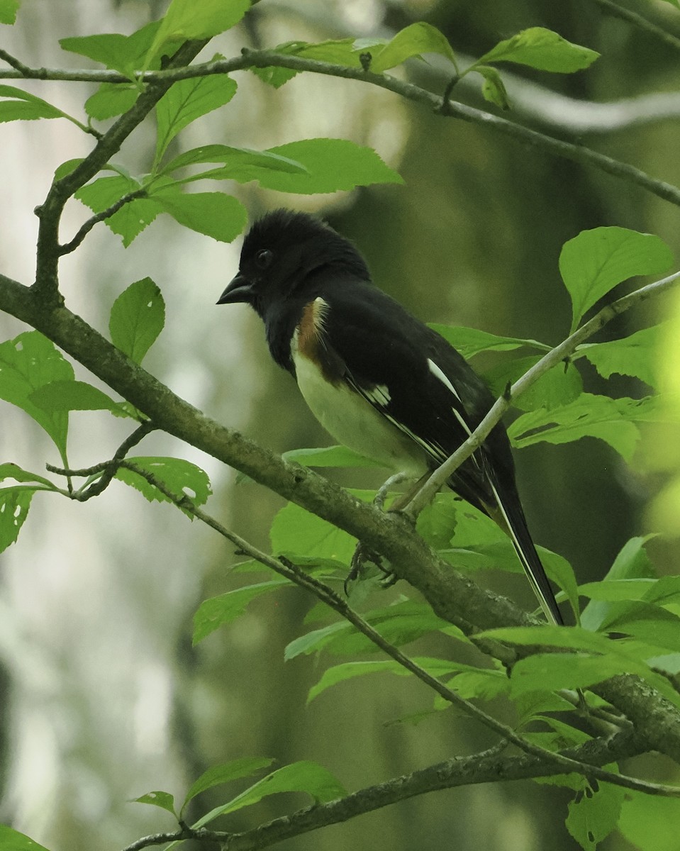 Eastern Towhee - ML619634209