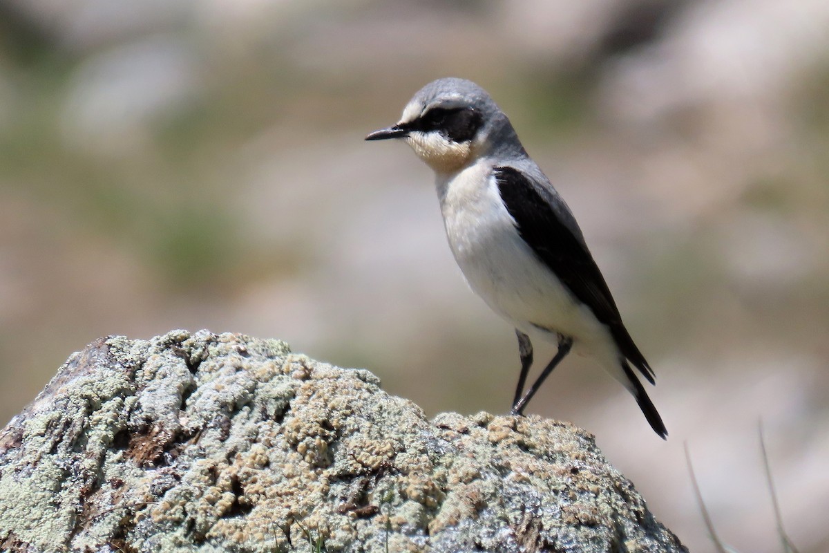 Northern Wheatear - Daniel Benák