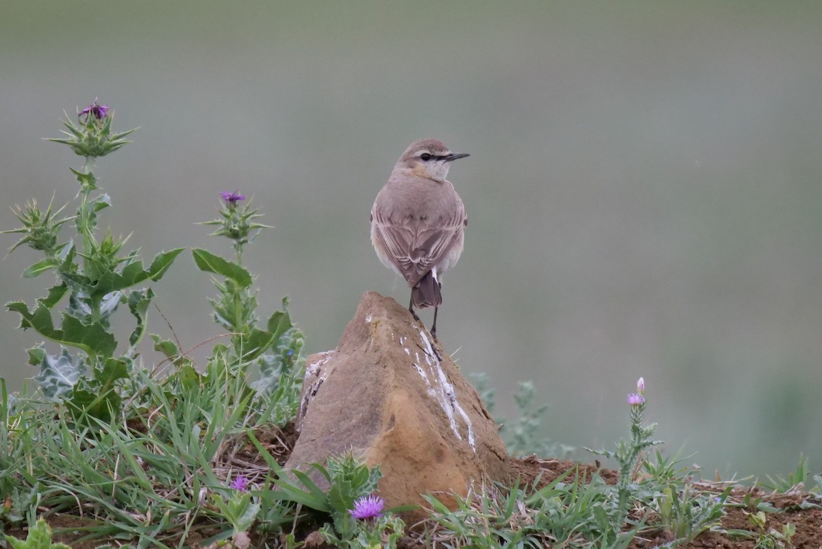Isabelline Wheatear - ML619634212