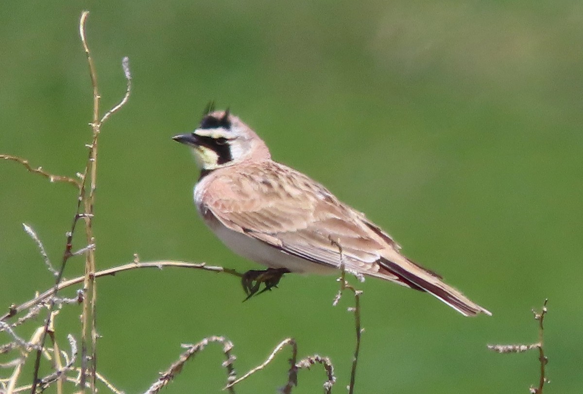 Horned Lark - David Smith