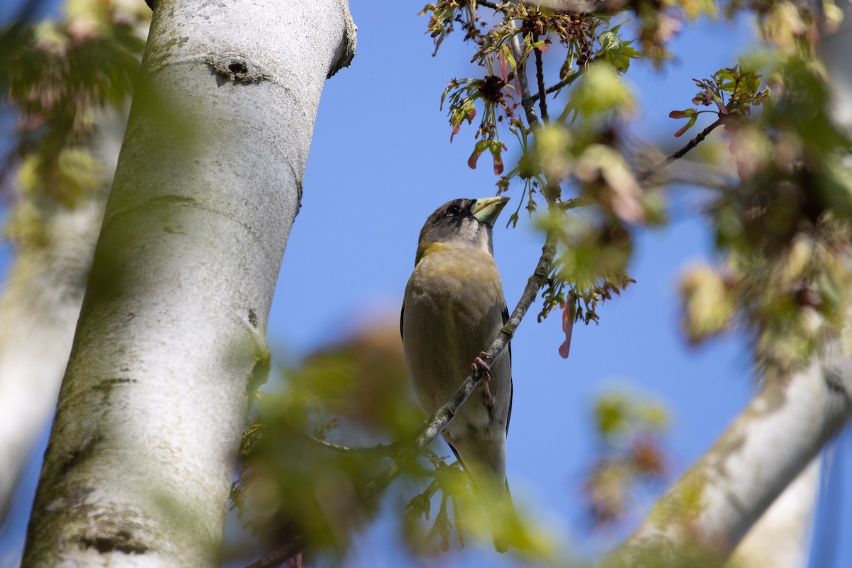 Evening Grosbeak - Danielle Lacasse