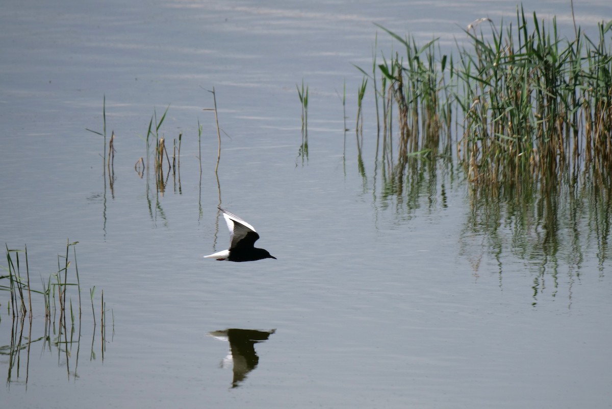 White-winged Tern - ML619634229