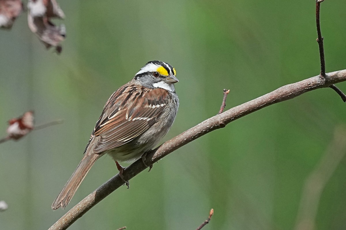 White-throated Sparrow - ML619634231
