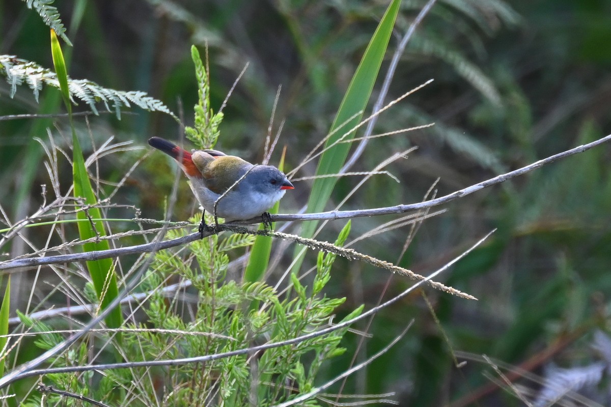 Swee Waxbill - ML619634233