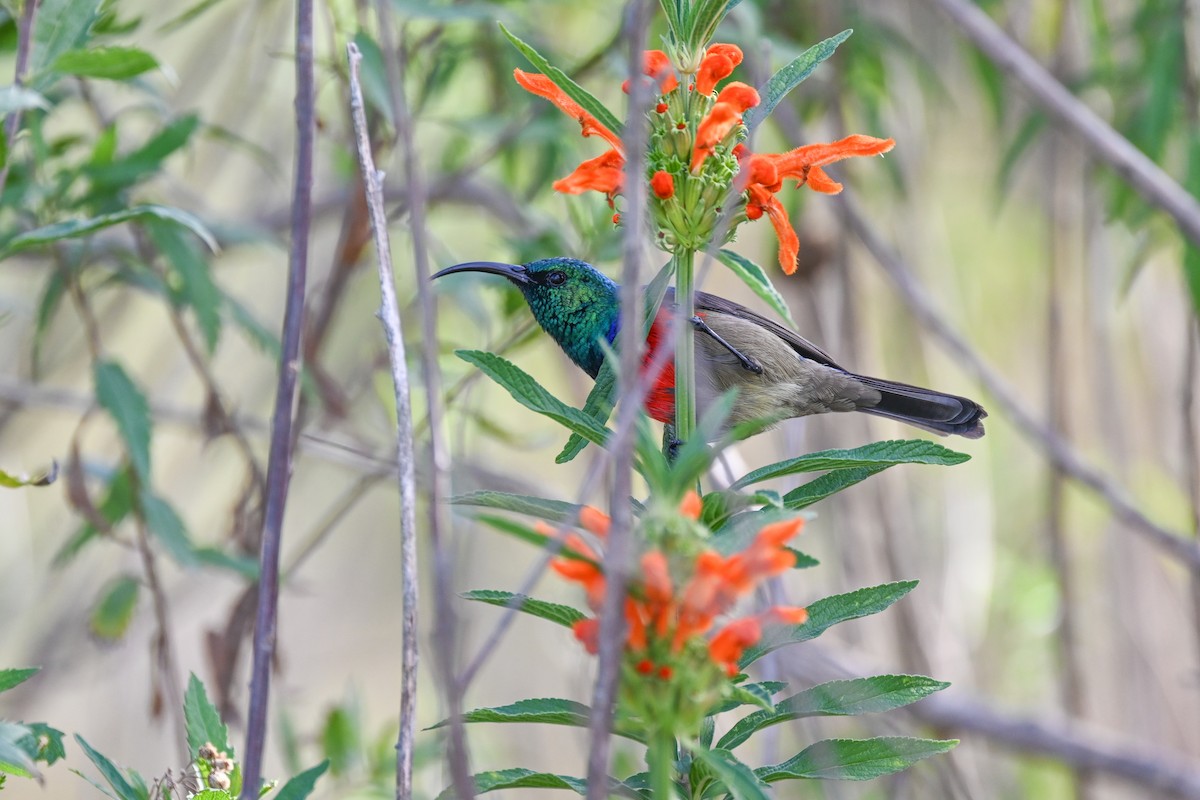 Greater Double-collared Sunbird - ML619634234