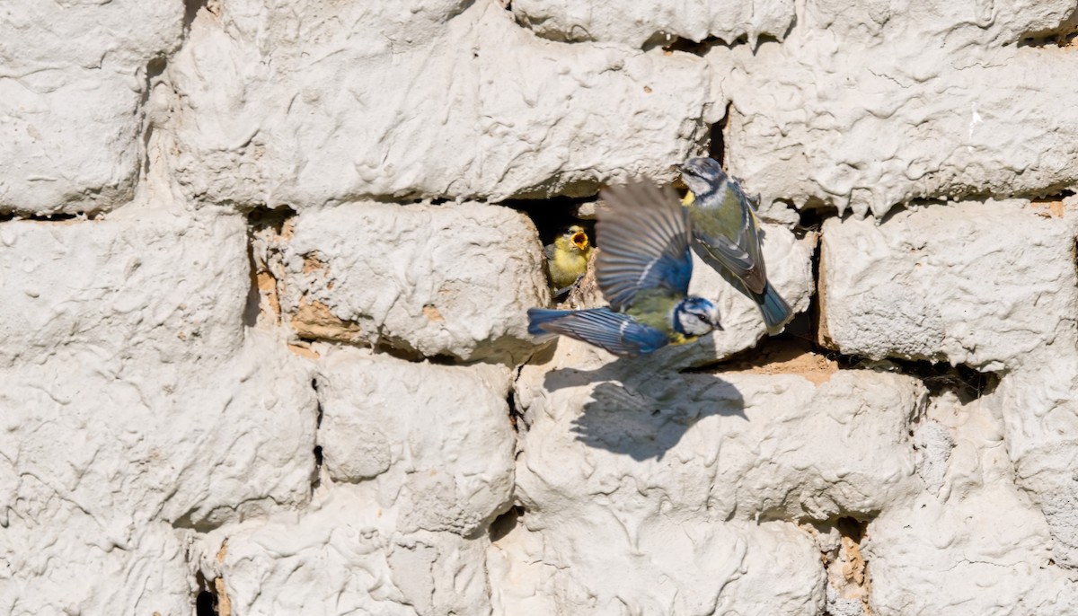 Eurasian Blue Tit - ML619634250