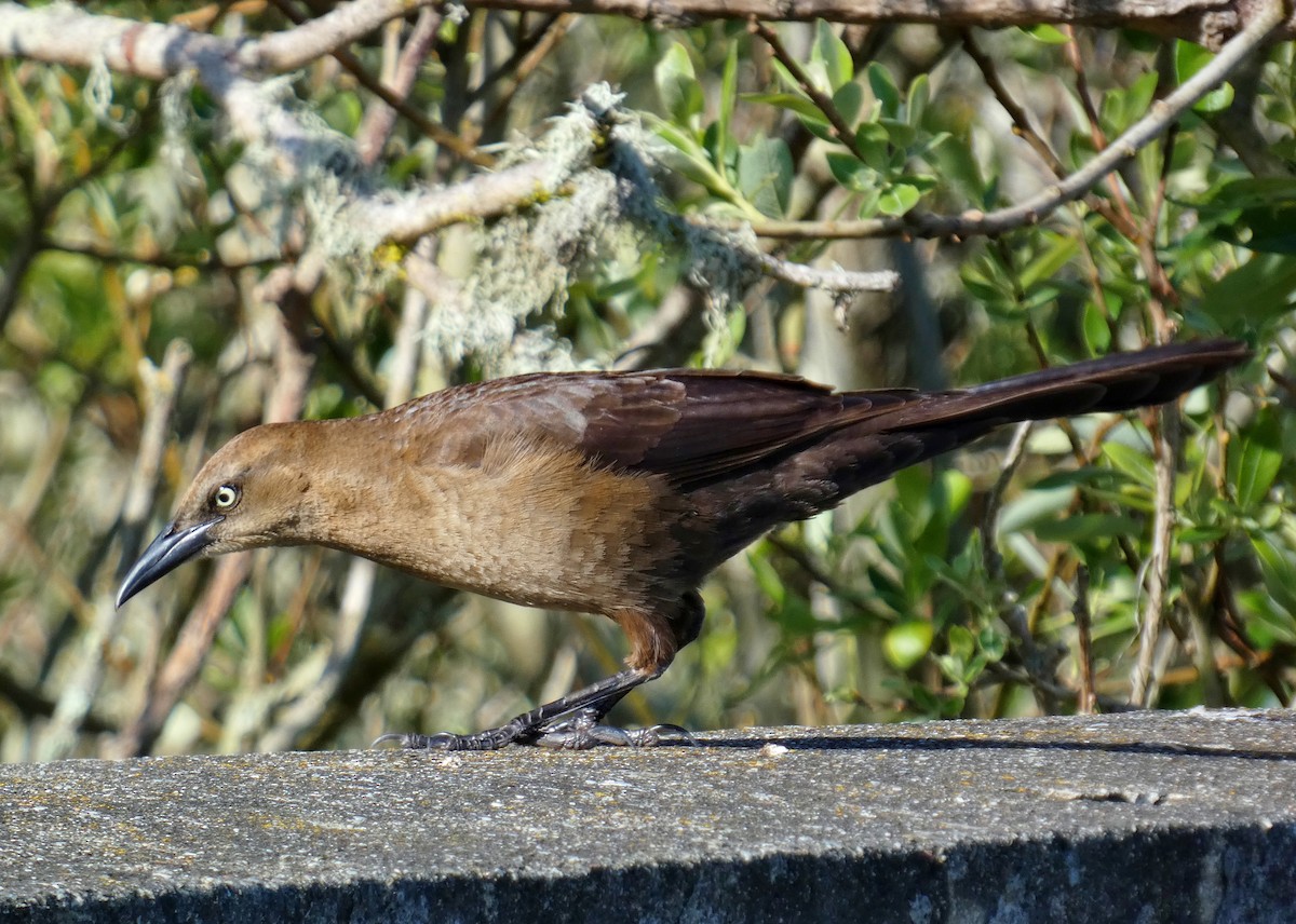 Great-tailed Grackle - David Assmann