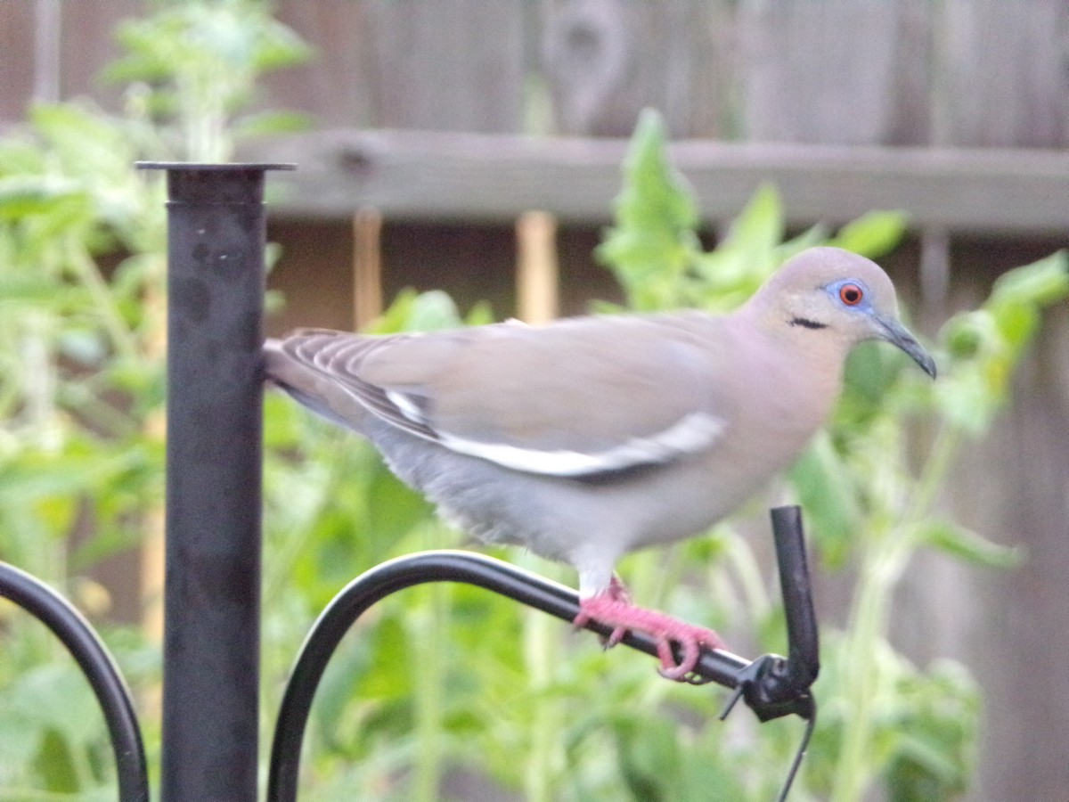 White-winged Dove - Texas Bird Family