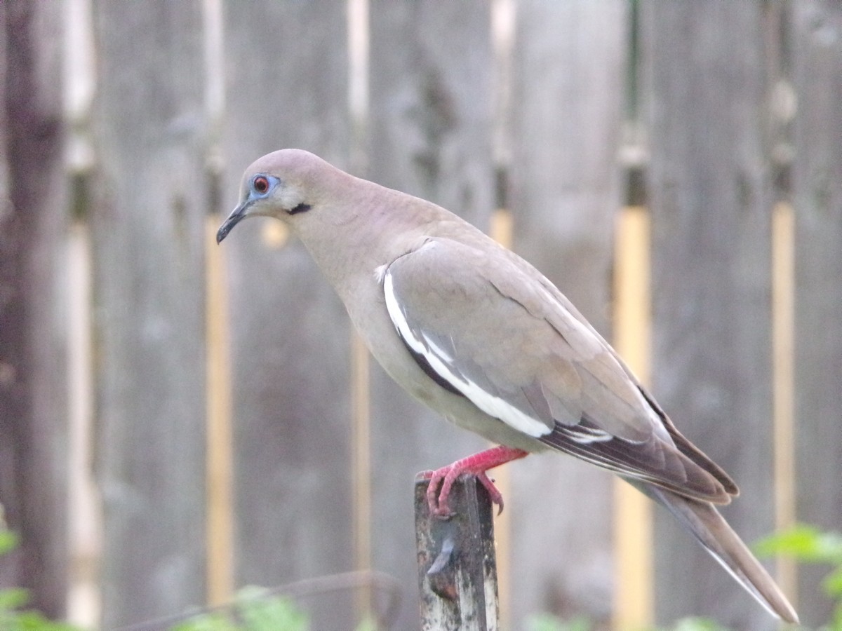 White-winged Dove - Texas Bird Family