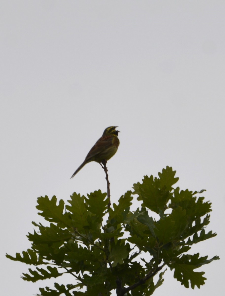 Cirl Bunting - Dominique Blanc