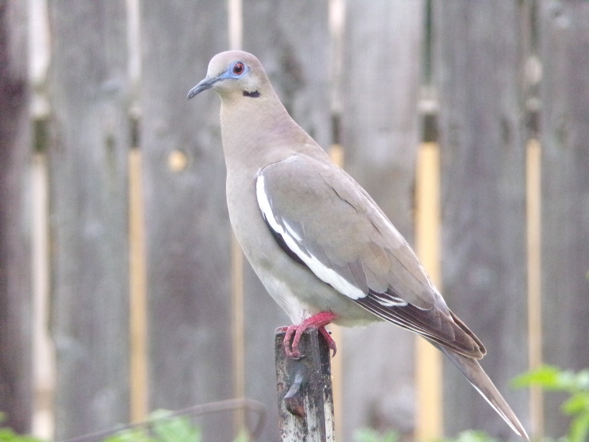 White-winged Dove - Texas Bird Family