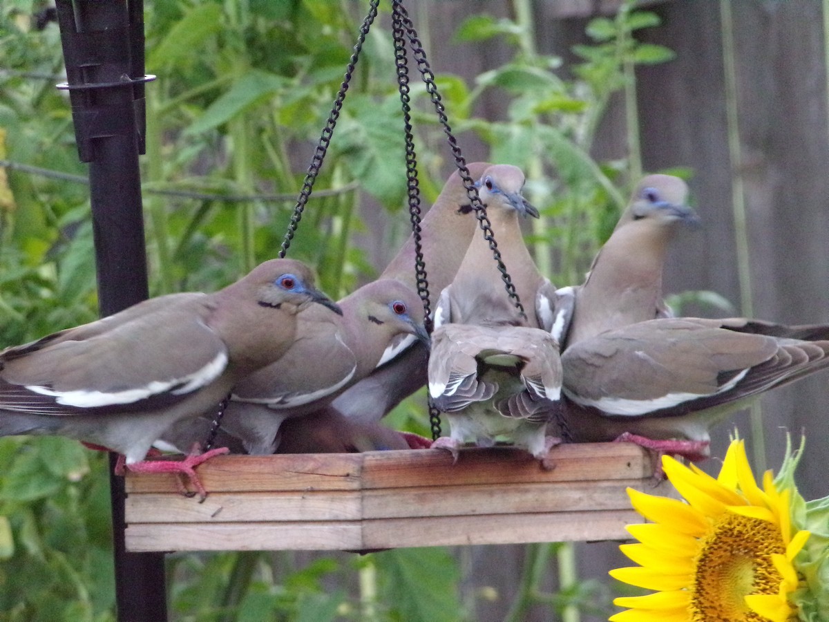 White-winged Dove - Texas Bird Family