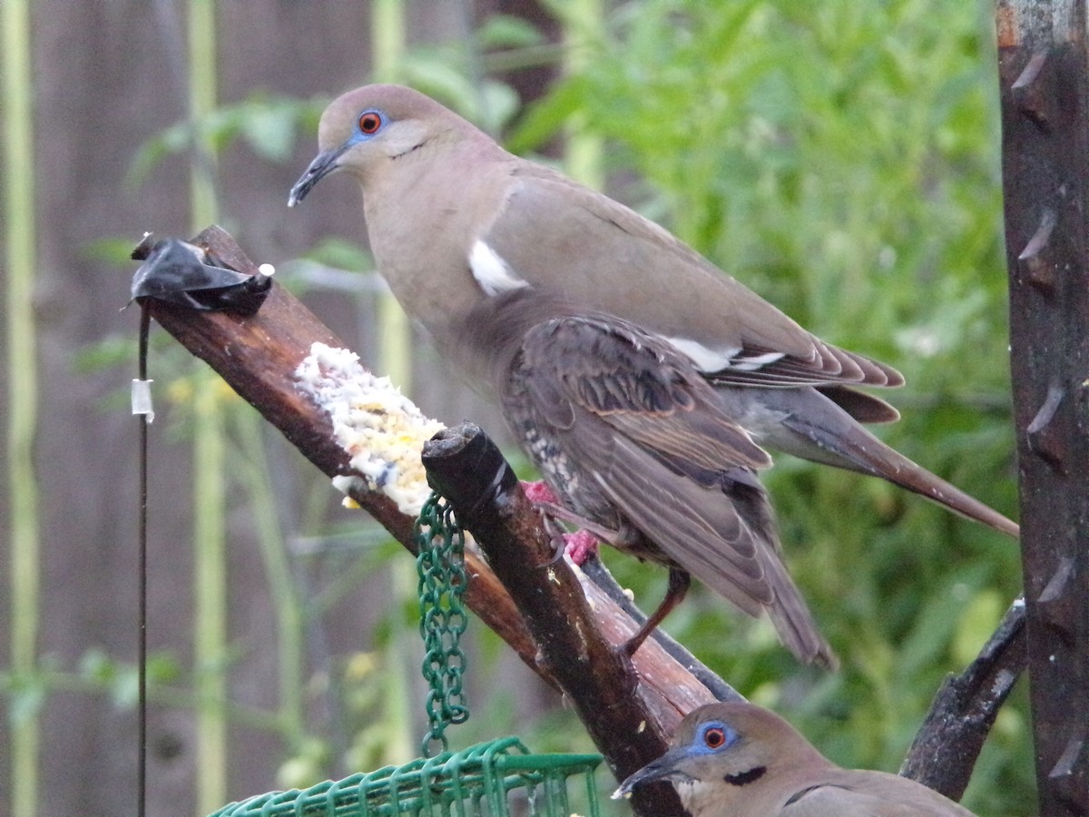 White-winged Dove - Texas Bird Family