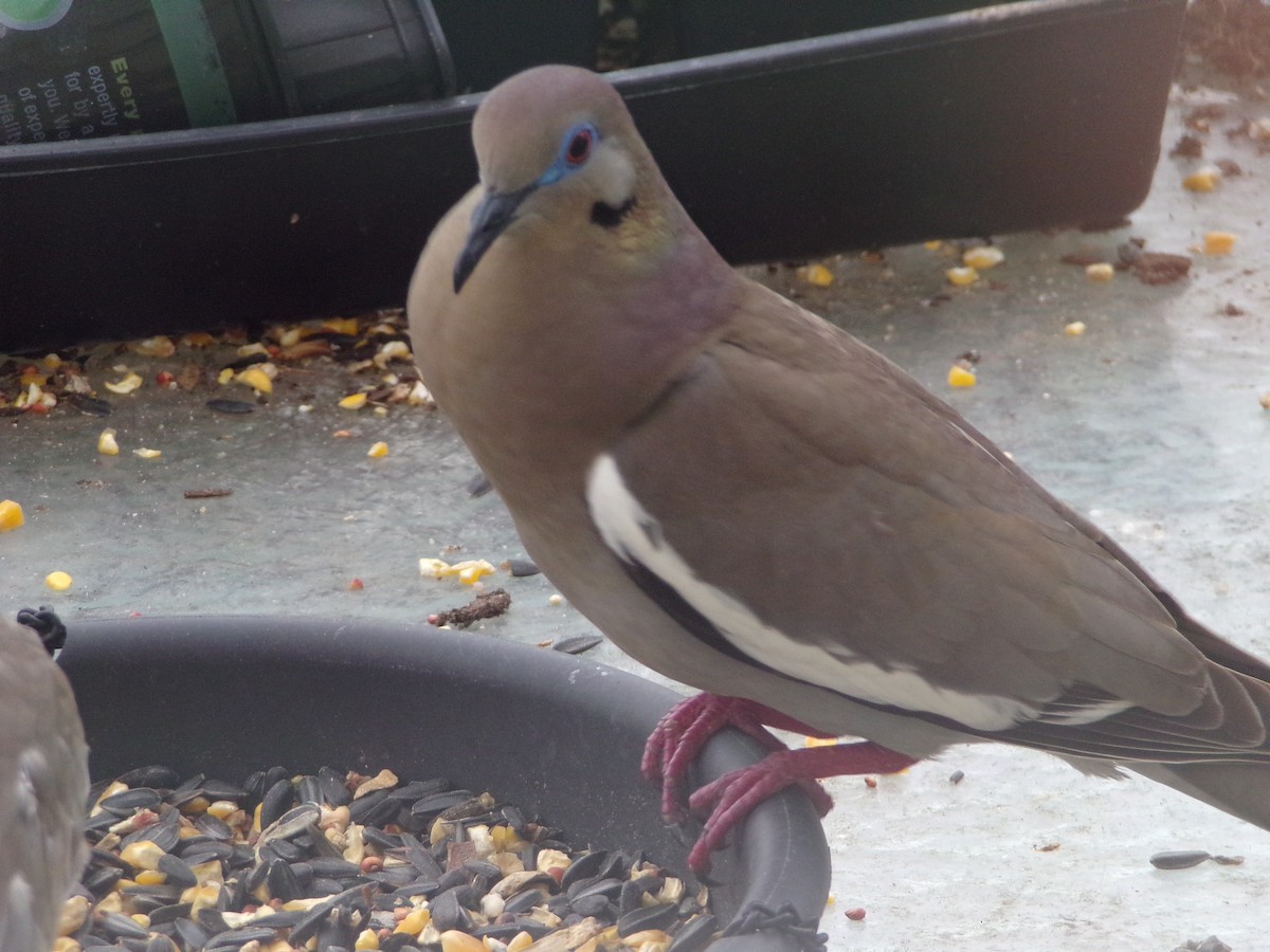 White-winged Dove - Texas Bird Family