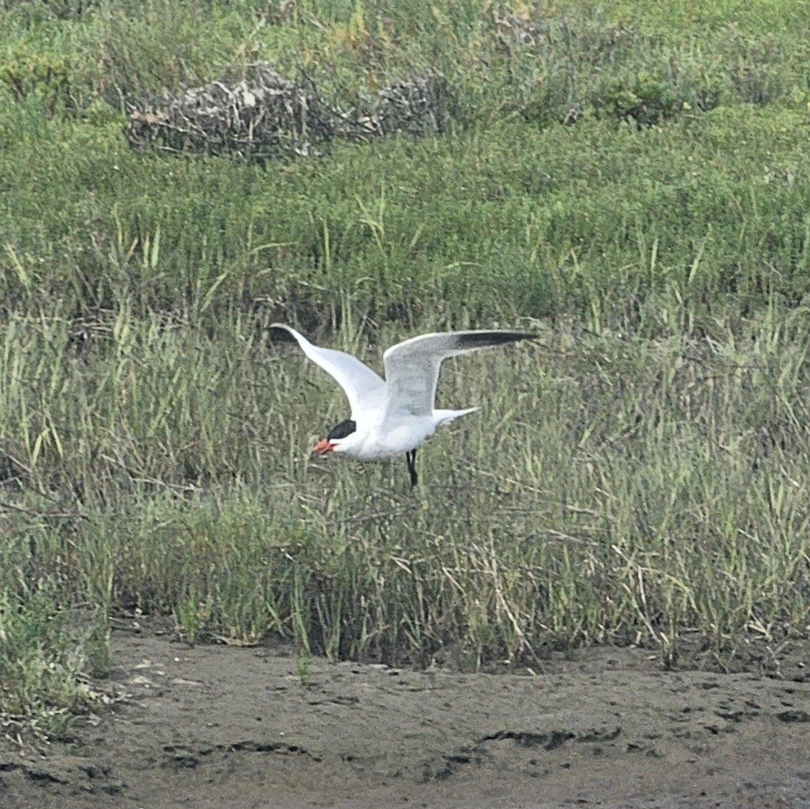 Caspian Tern - Graeme Hinde