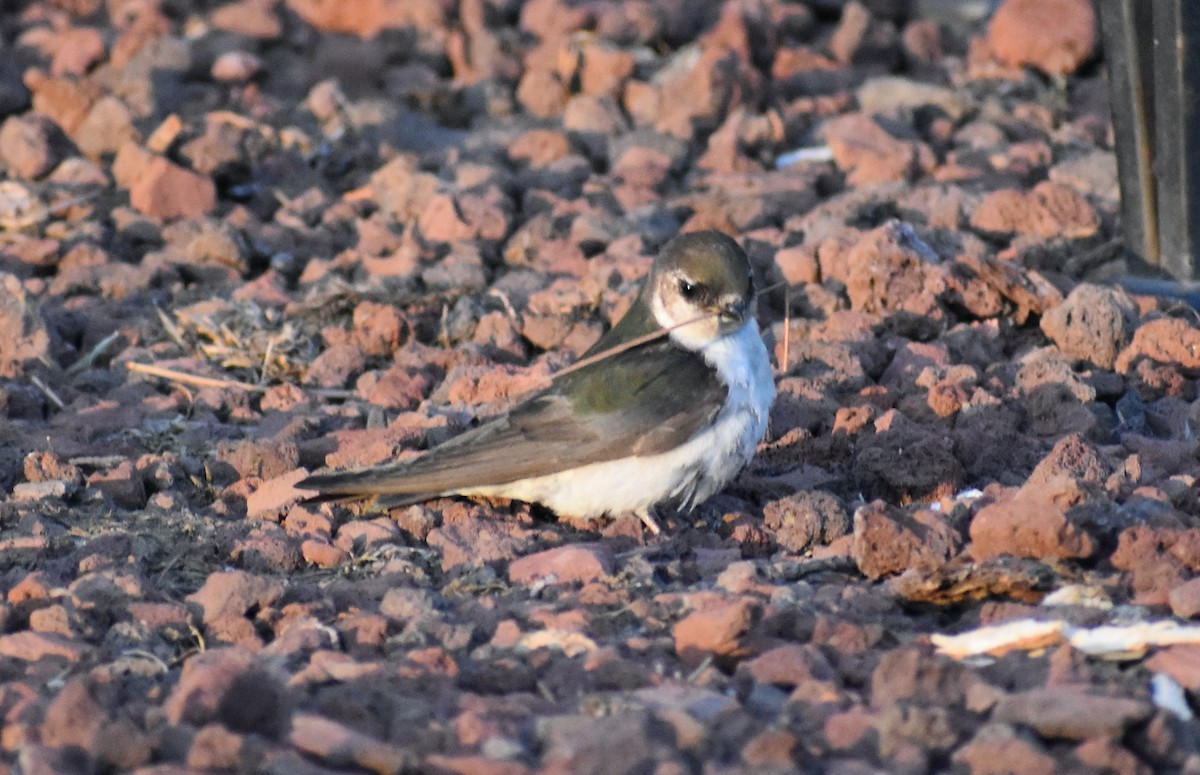 Violet-green Swallow - Steve Quick