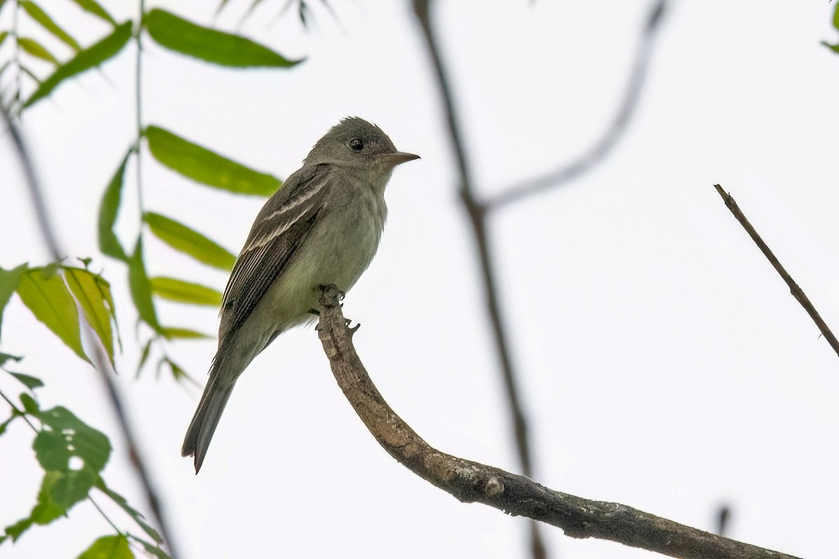 Eastern Wood-Pewee - Sue Barth