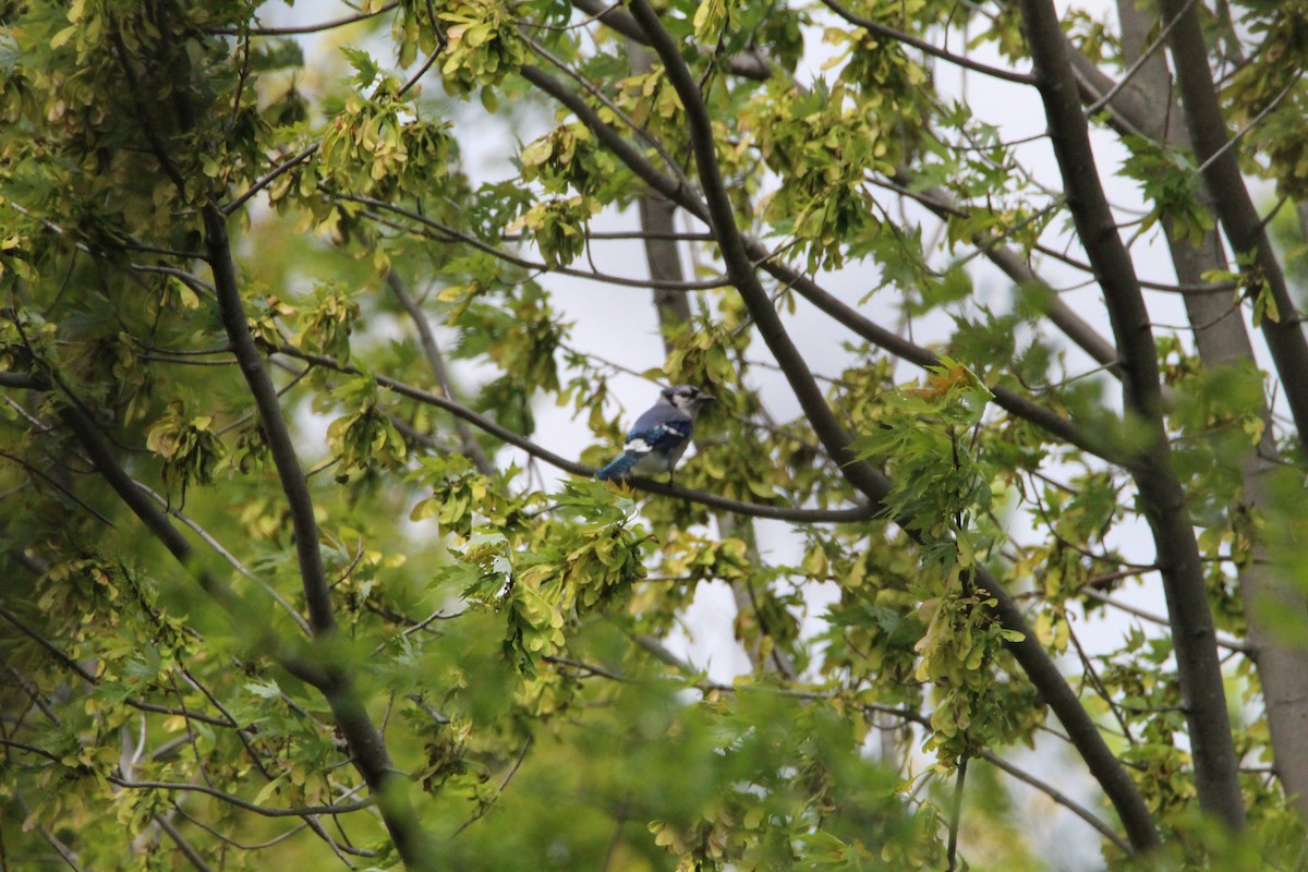 Blue Jay - Logan Henderson