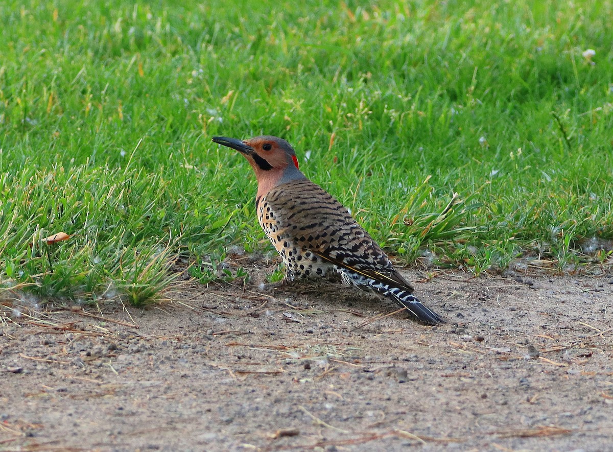 Northern Flicker - Mike Mencotti