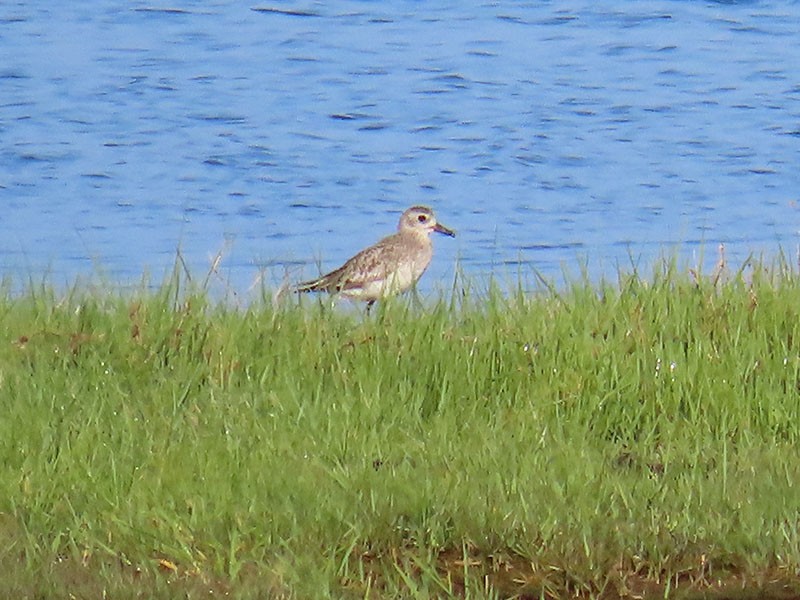 Black-bellied Plover - Karen Lebing