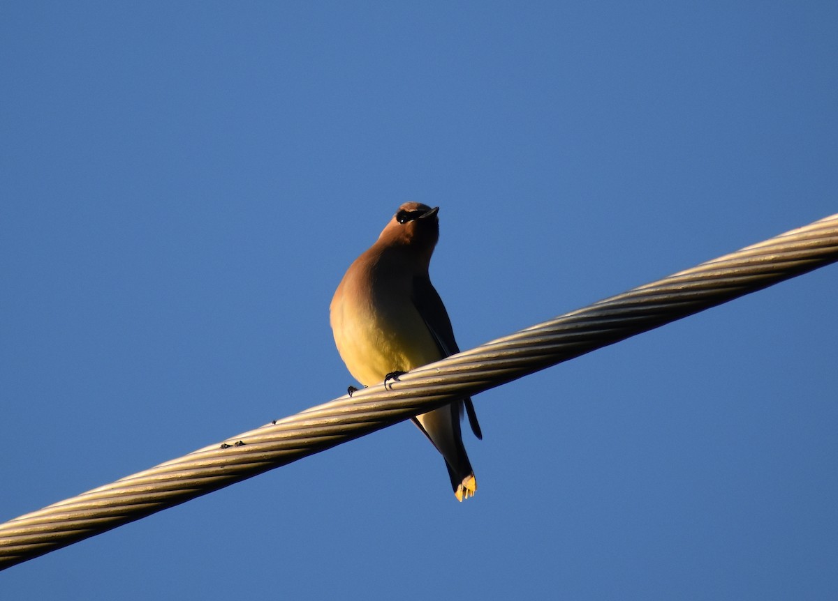 Cedar Waxwing - ML619634276