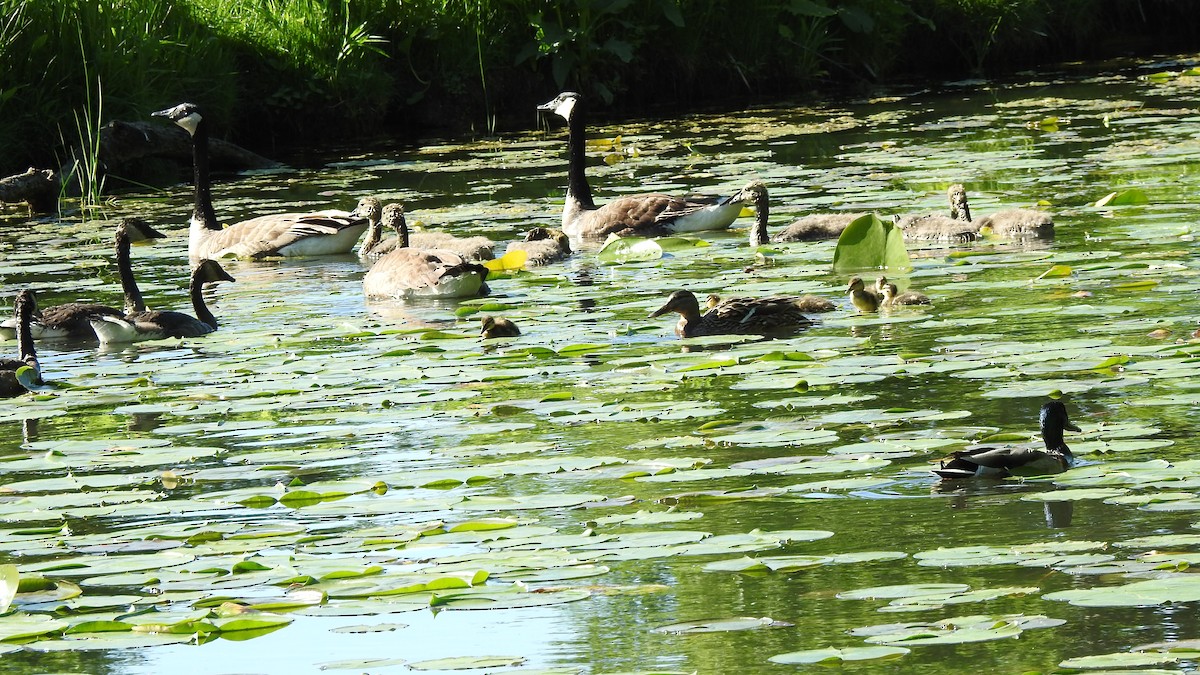 Canada Goose - Edmund McDevitt