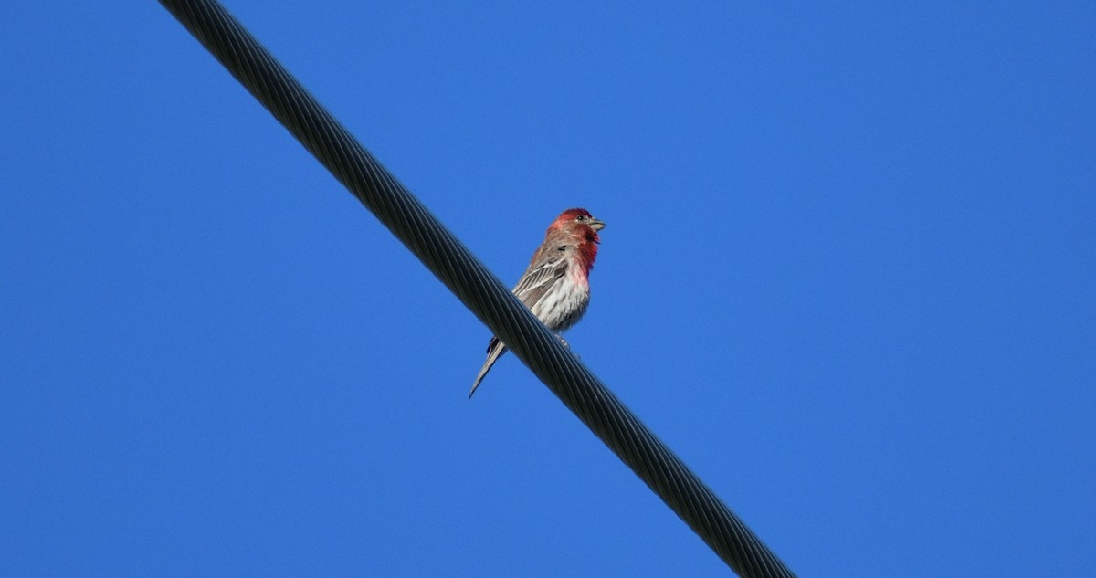 House Finch - Steve Quick