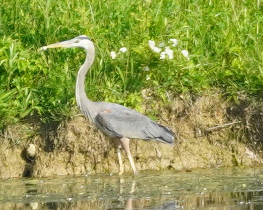 Garza Azulada - ML619634288