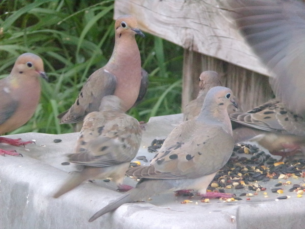 Mourning Dove - Texas Bird Family