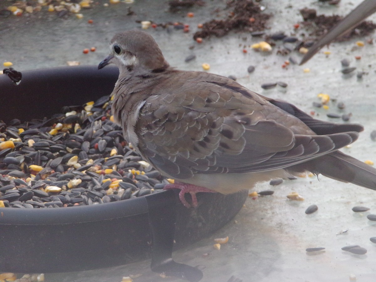 Mourning Dove - Texas Bird Family