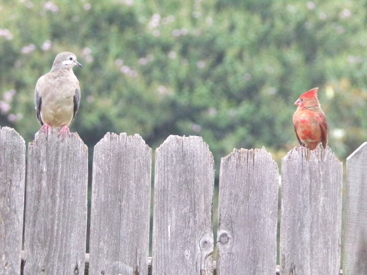 Mourning Dove - Texas Bird Family