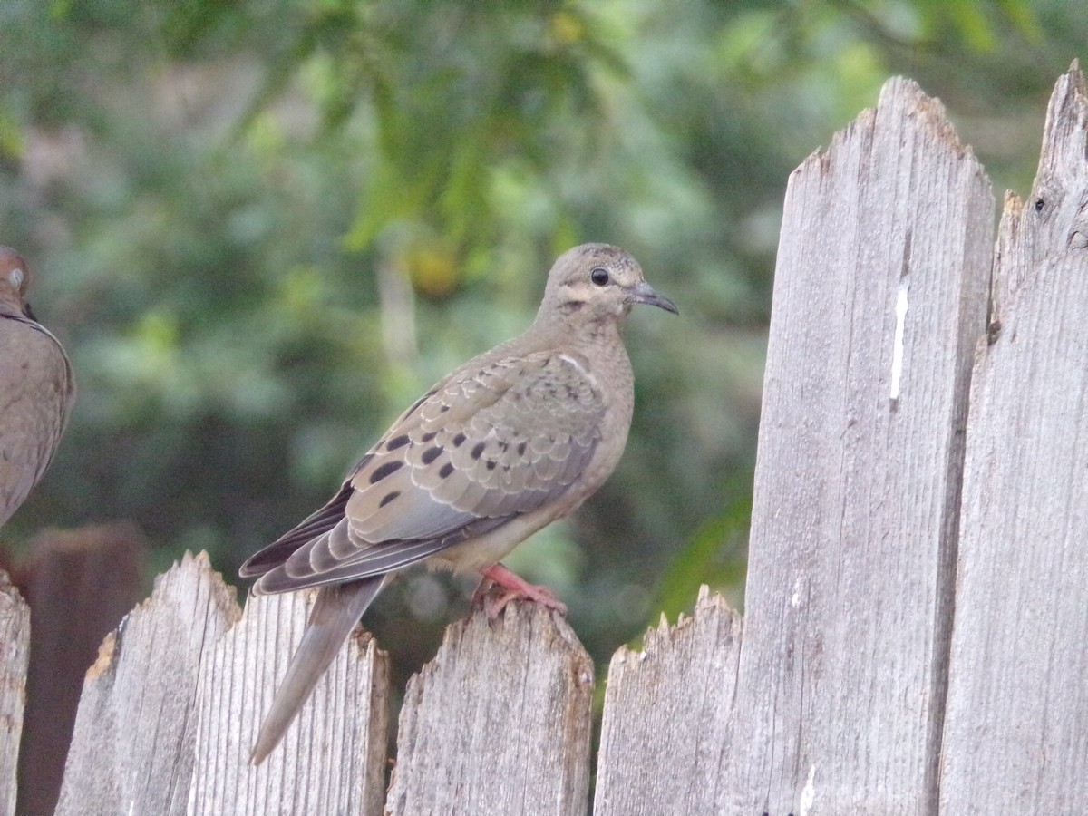 Mourning Dove - Texas Bird Family