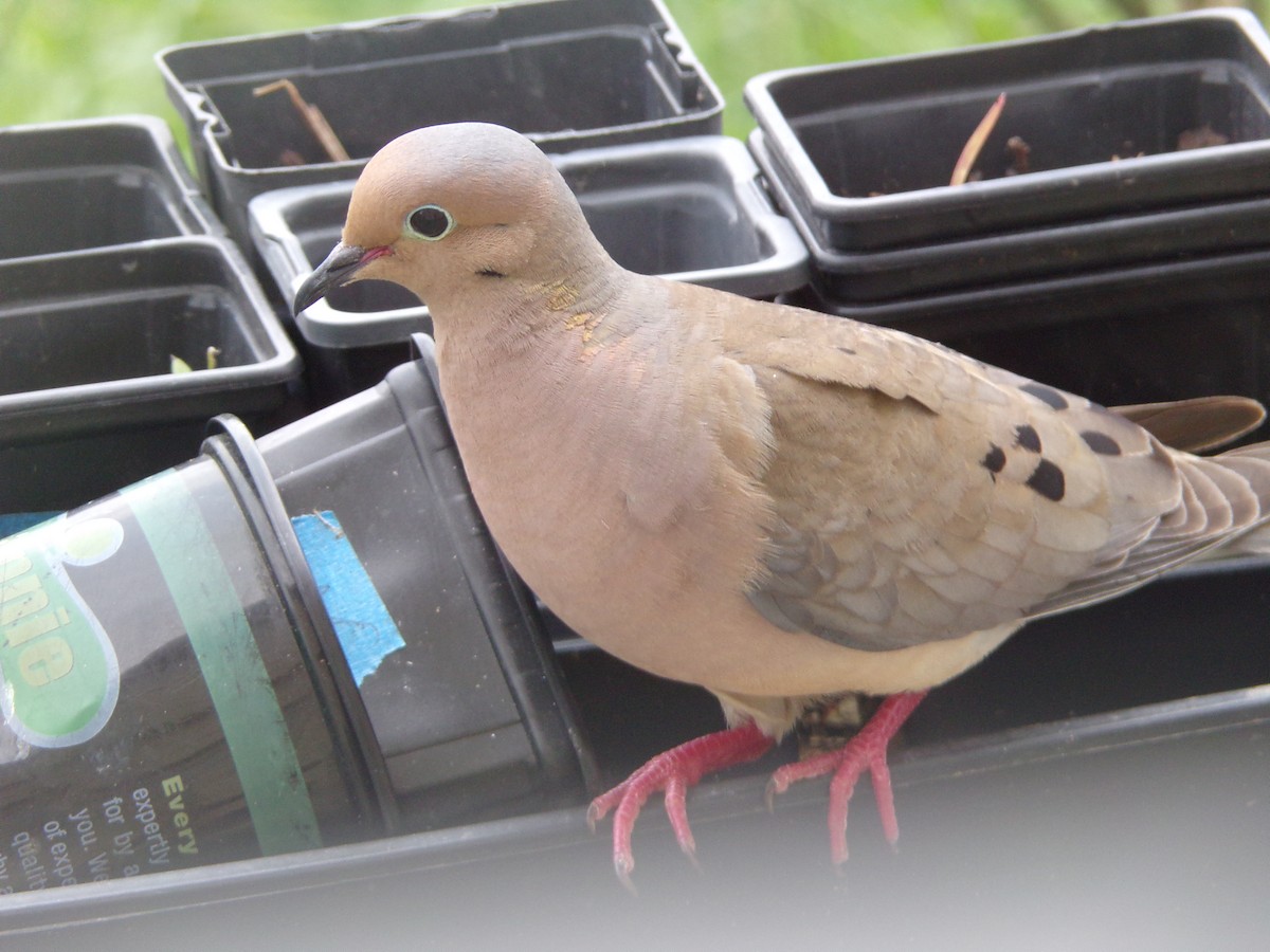 Mourning Dove - Texas Bird Family