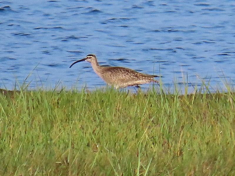 Whimbrel - Karen Lebing