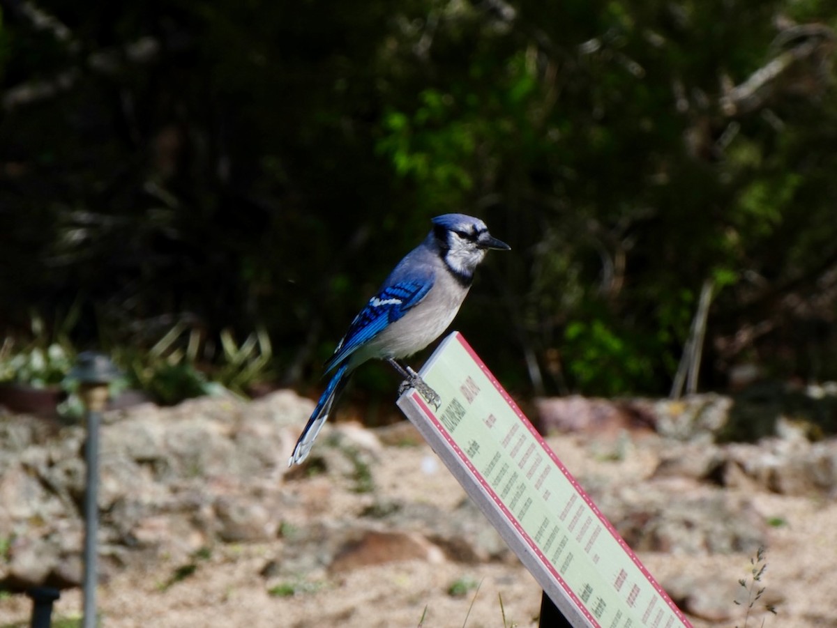 Blue Jay - Donna Feldman