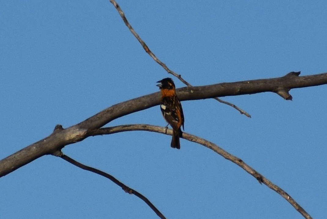 Black-headed Grosbeak - Steve Quick