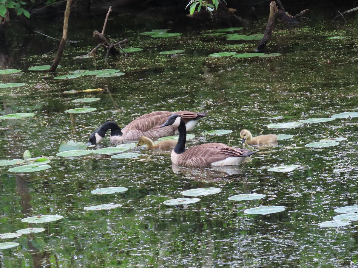 Canada Goose - Sandy Morrissey